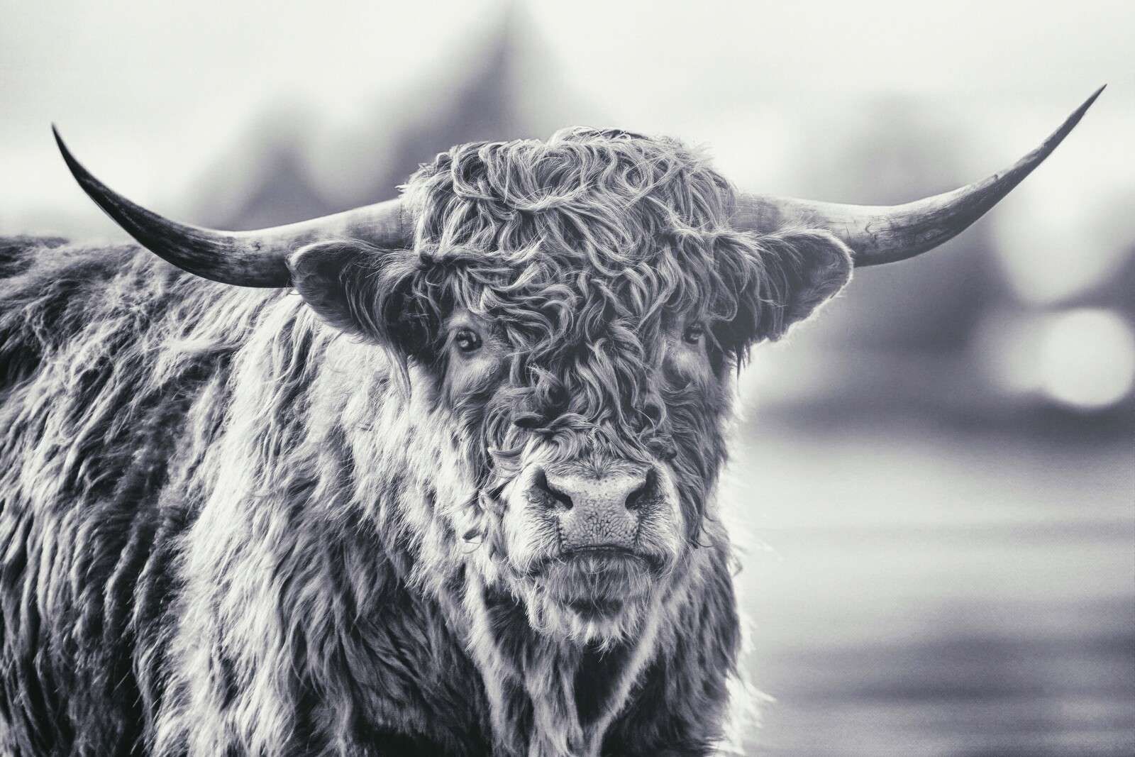 Scottish Highlander in silver light