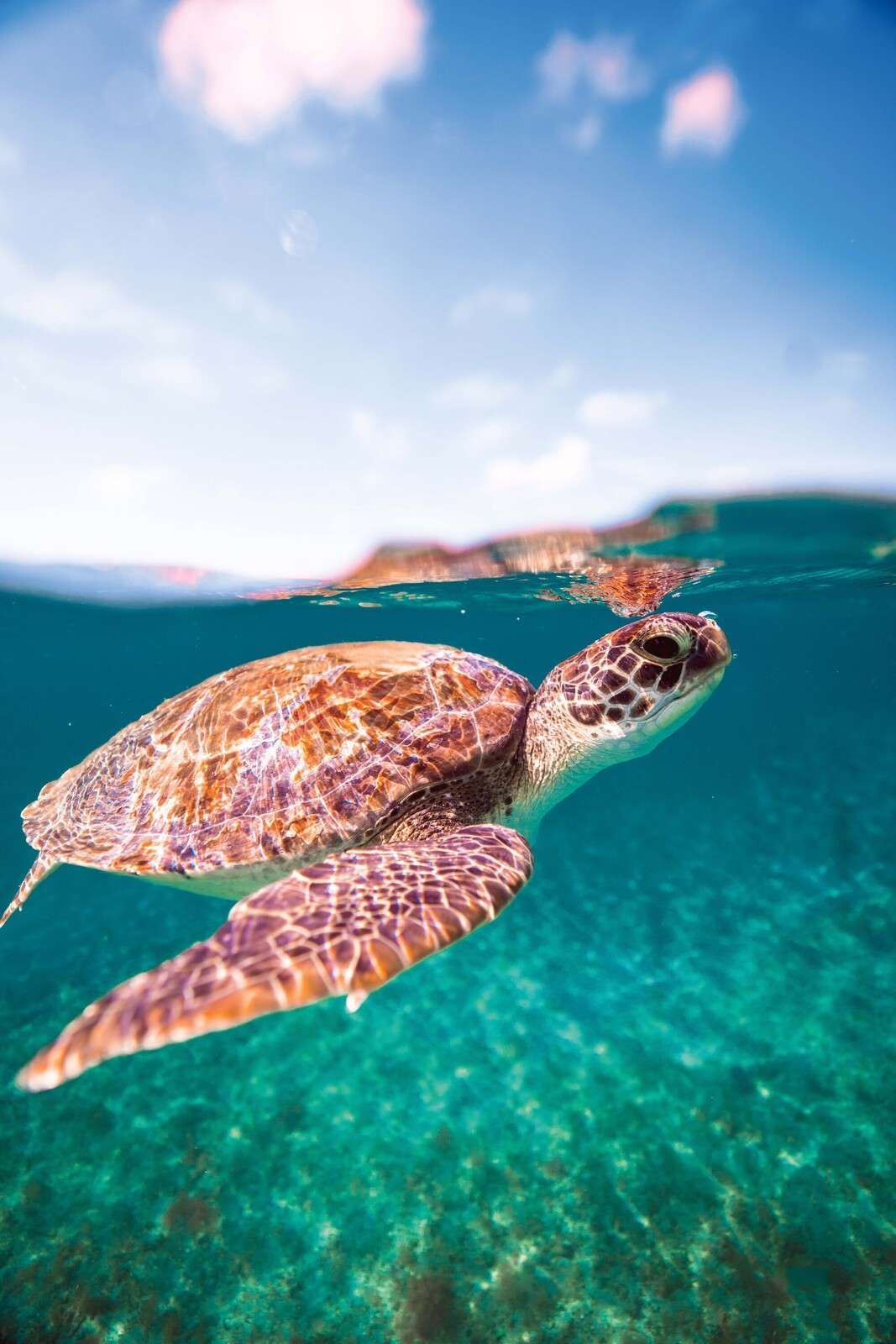 Sea turtle in turquoise lagoon