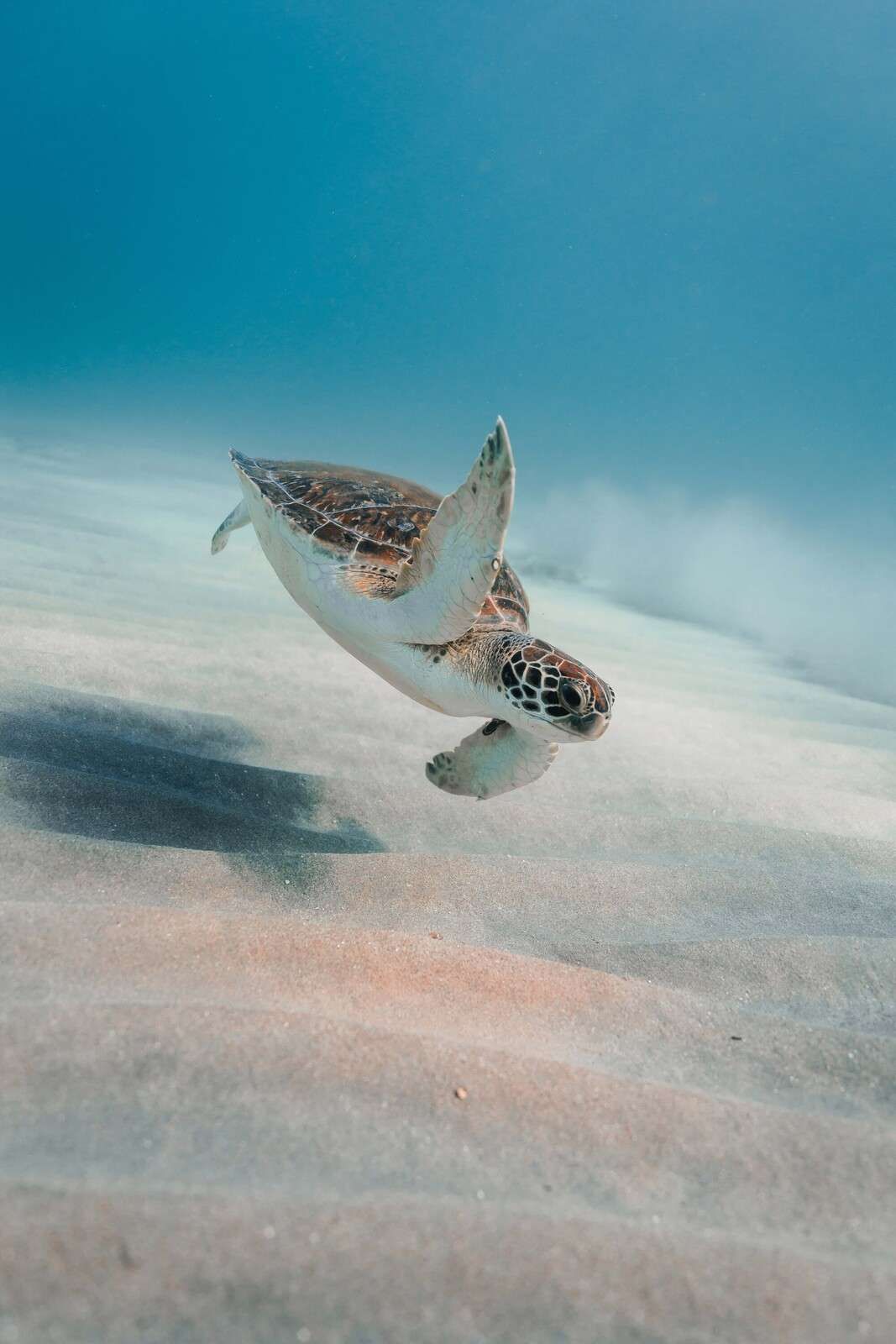 Sea turtle above soft reef sand