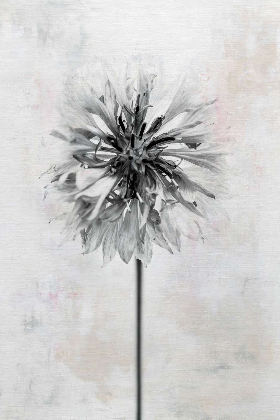 Black flower on light background