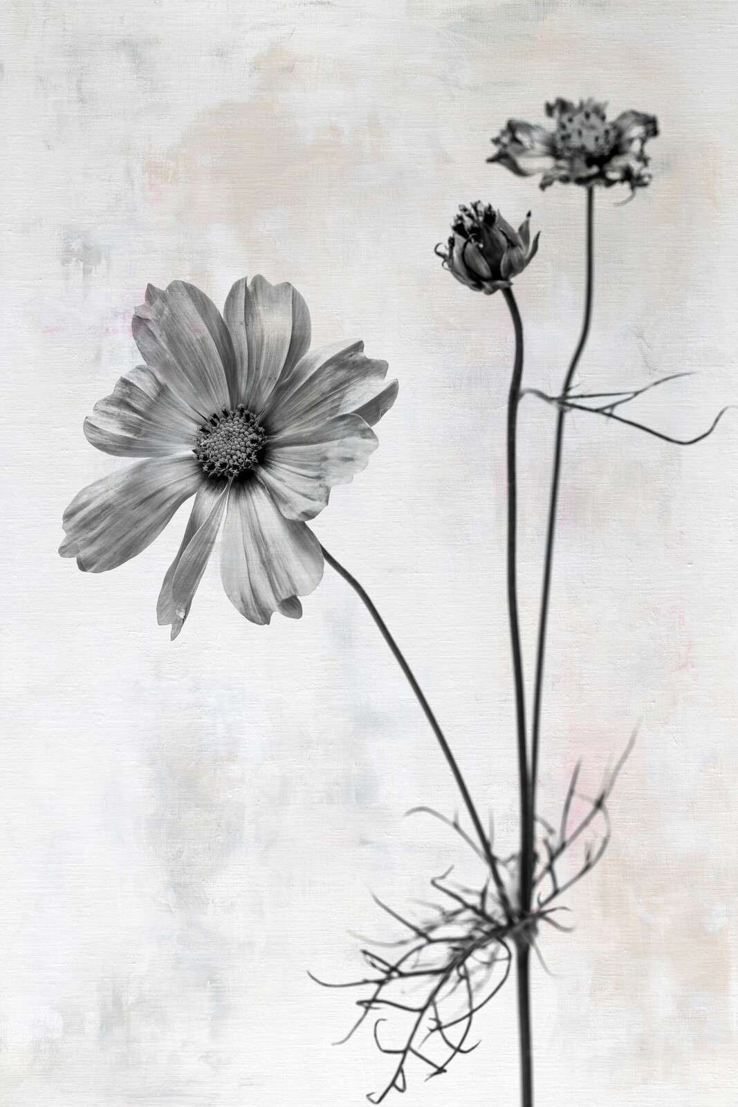 Flower in black and white simplicity