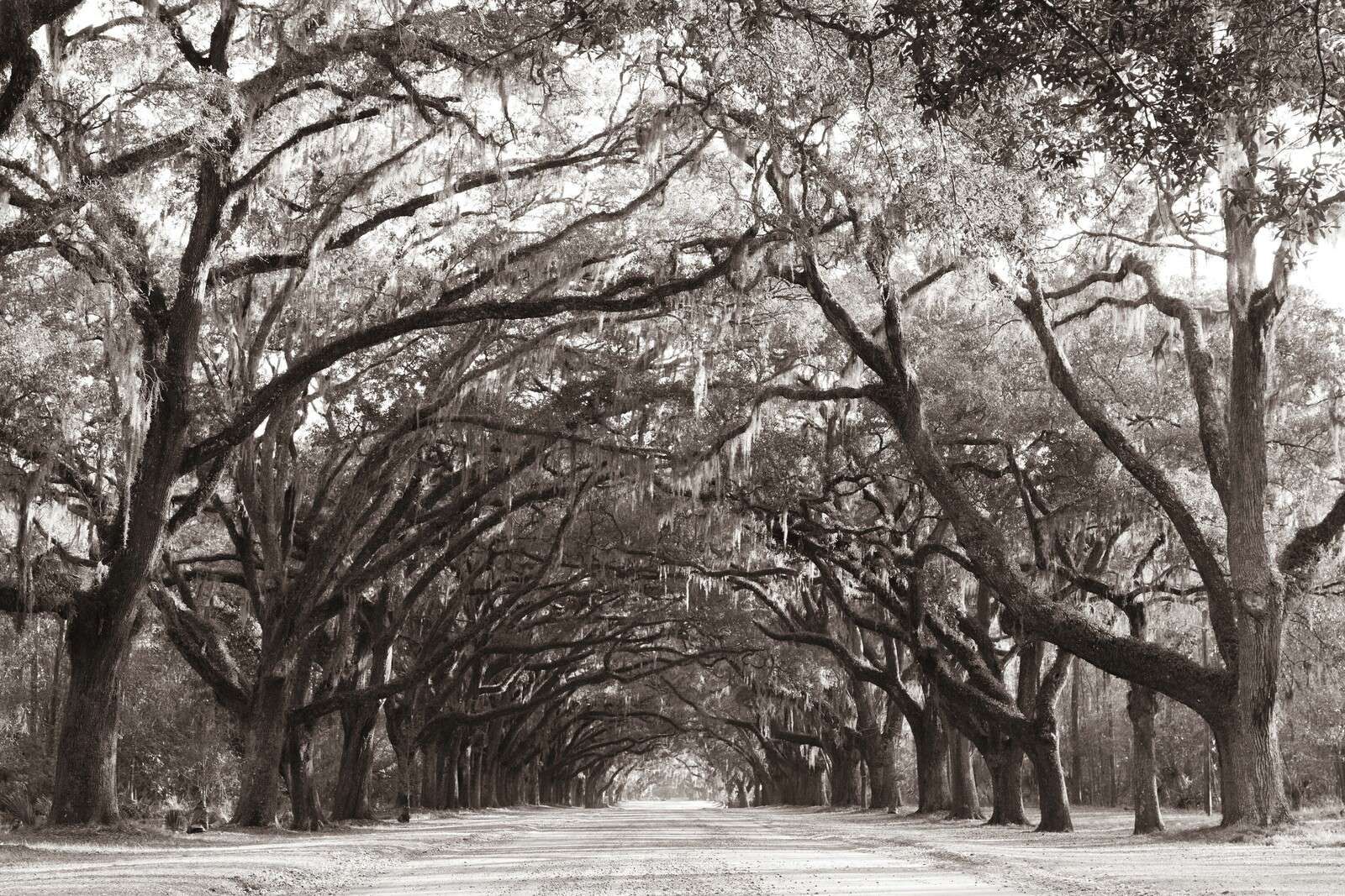 Old oak lane in shadow light