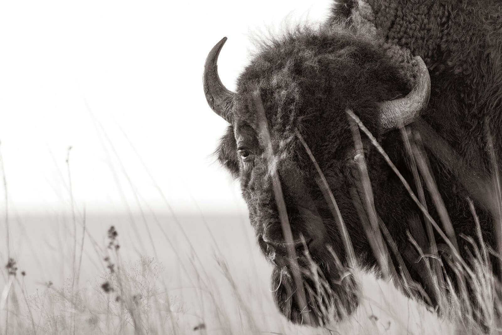 Bison among prairie grasses