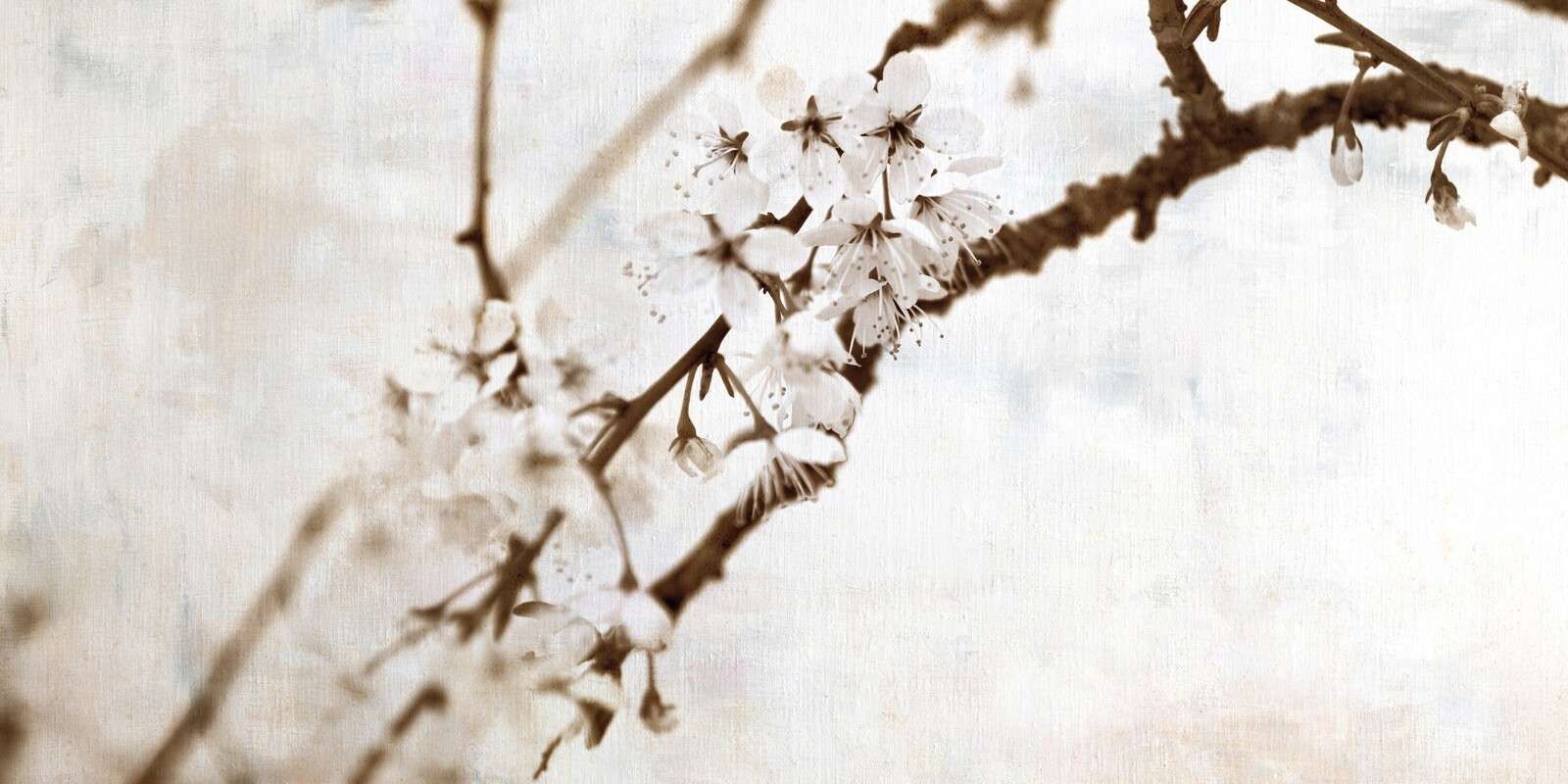 Blossom branch in soft silence