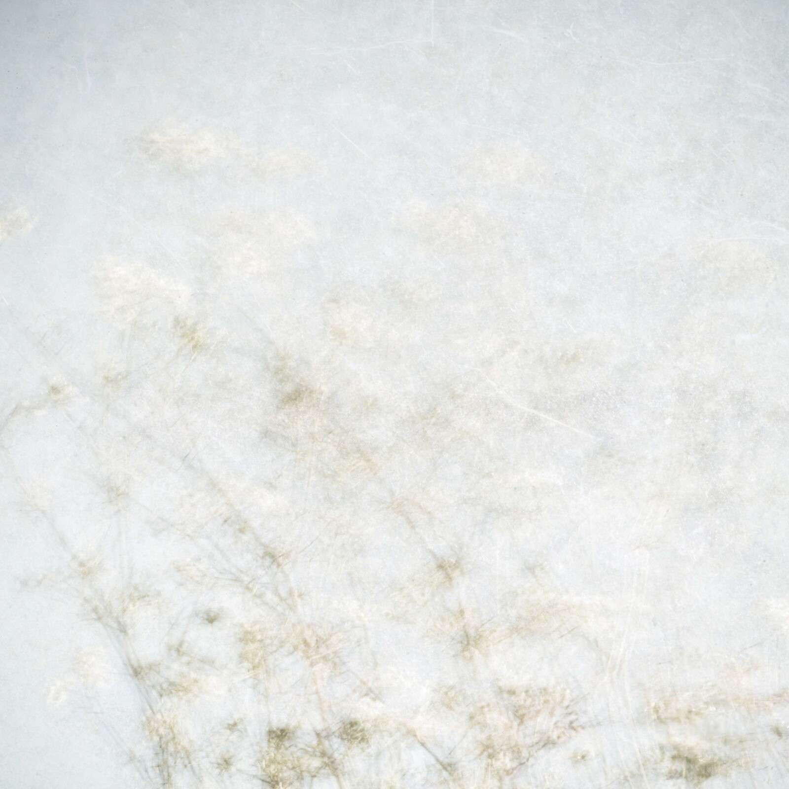 Floating field flowers in misty light