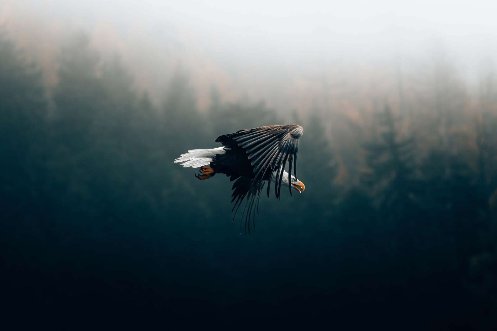 Sea eagle over misty forest