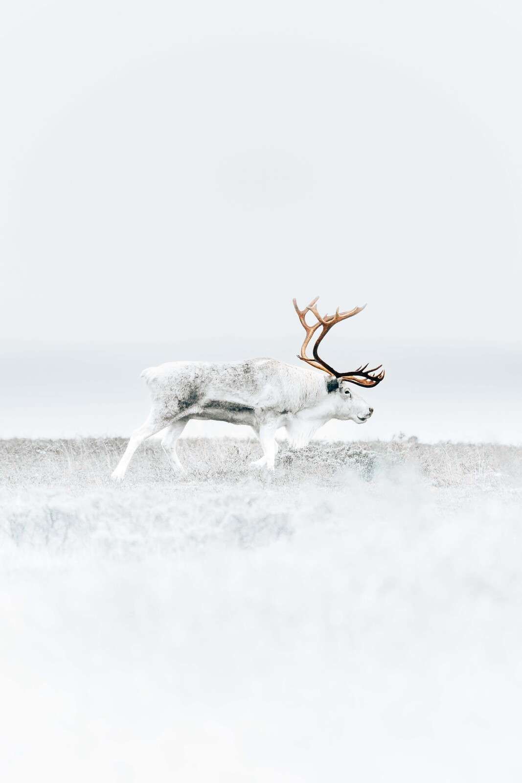 Reindeer in icy tundra