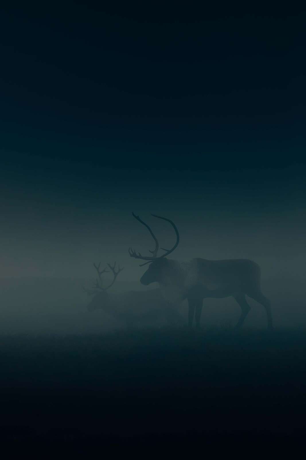 Deer in morning mist