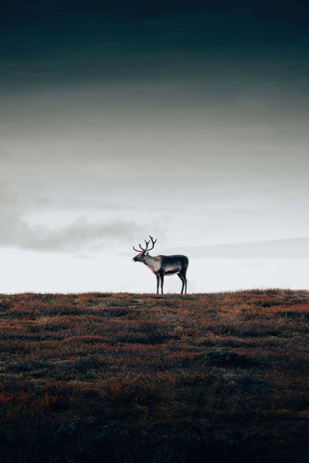 Reindeer on autumn plain