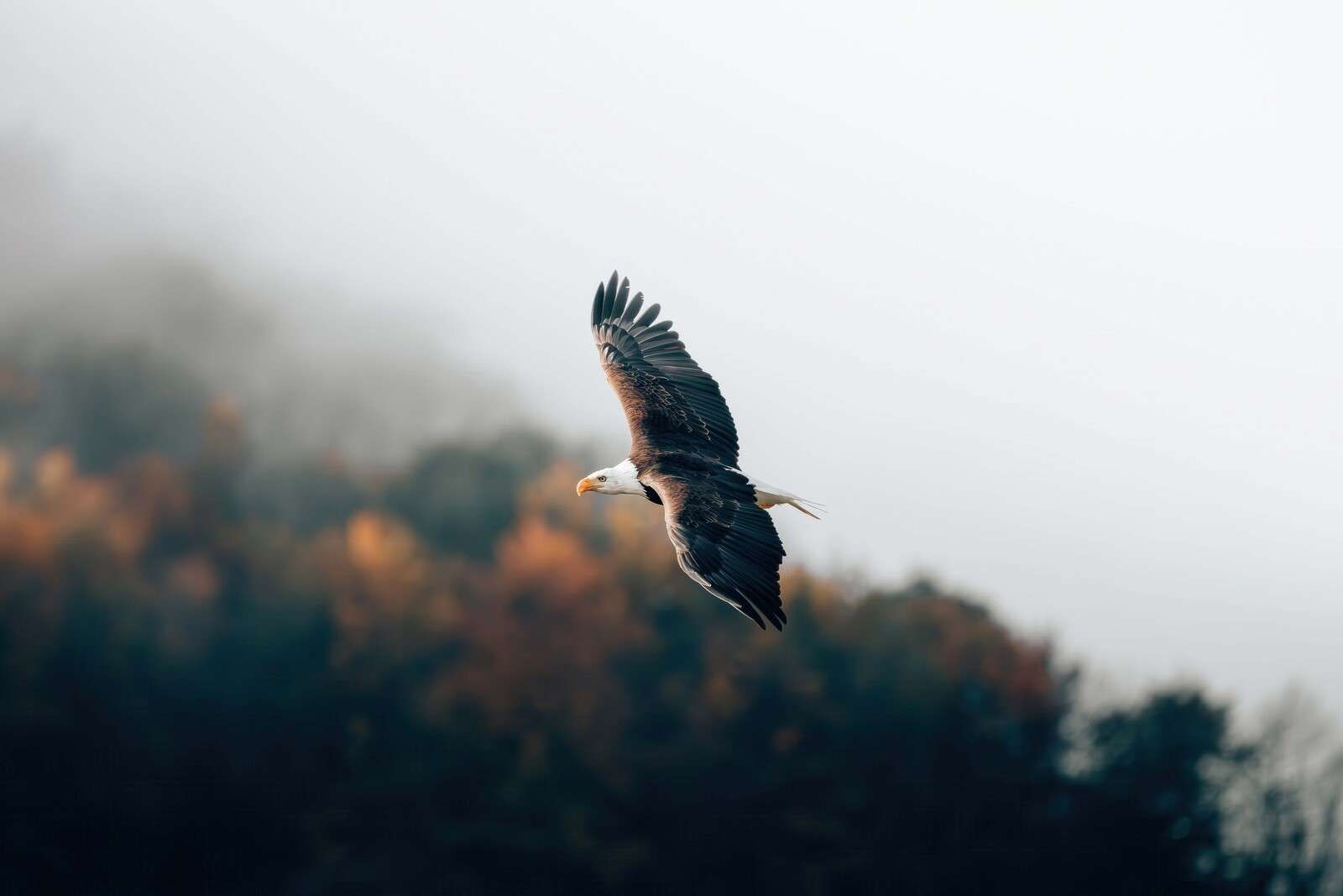 Sea eagle over misty autumn forest