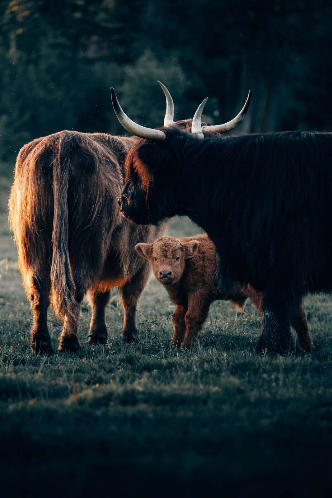 Scottish Highland cattle in evening light
