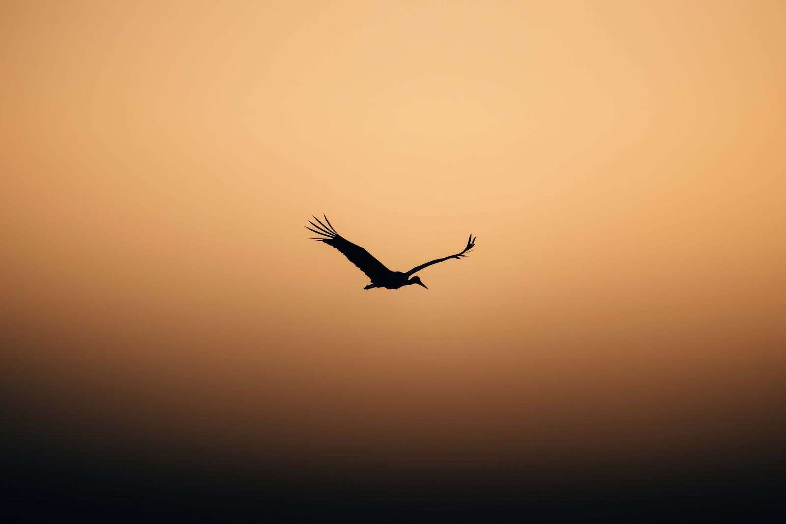 Flying stork at sunset