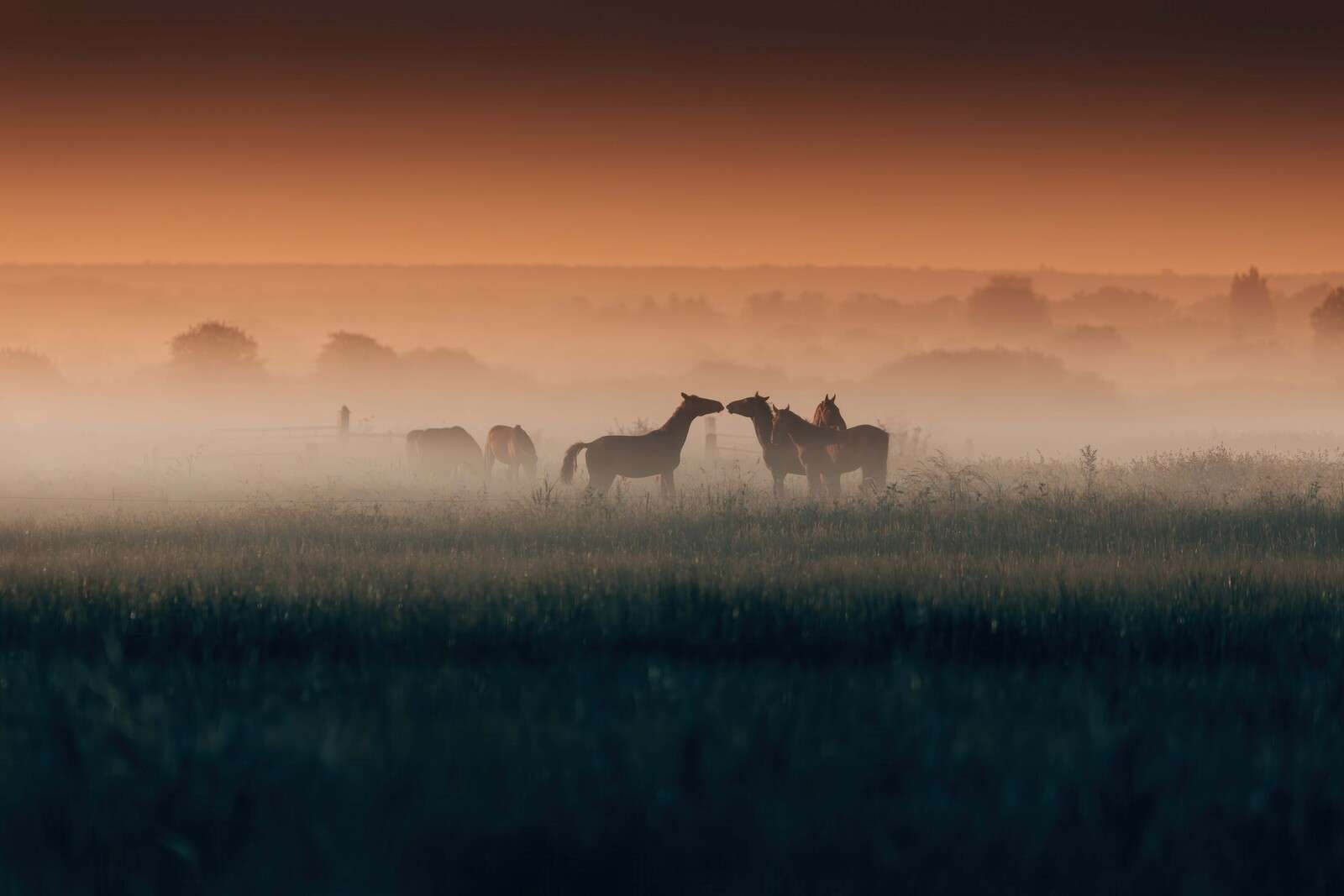 Horses on a misty morning meadow