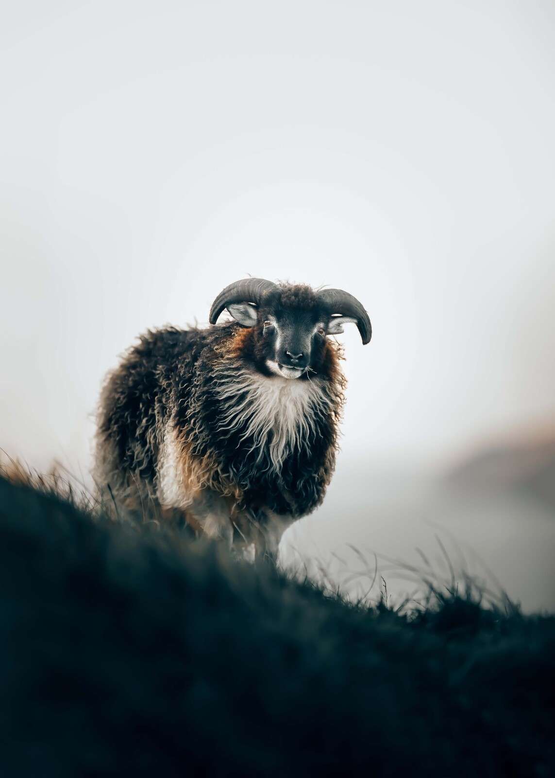 Ram in the morning mist