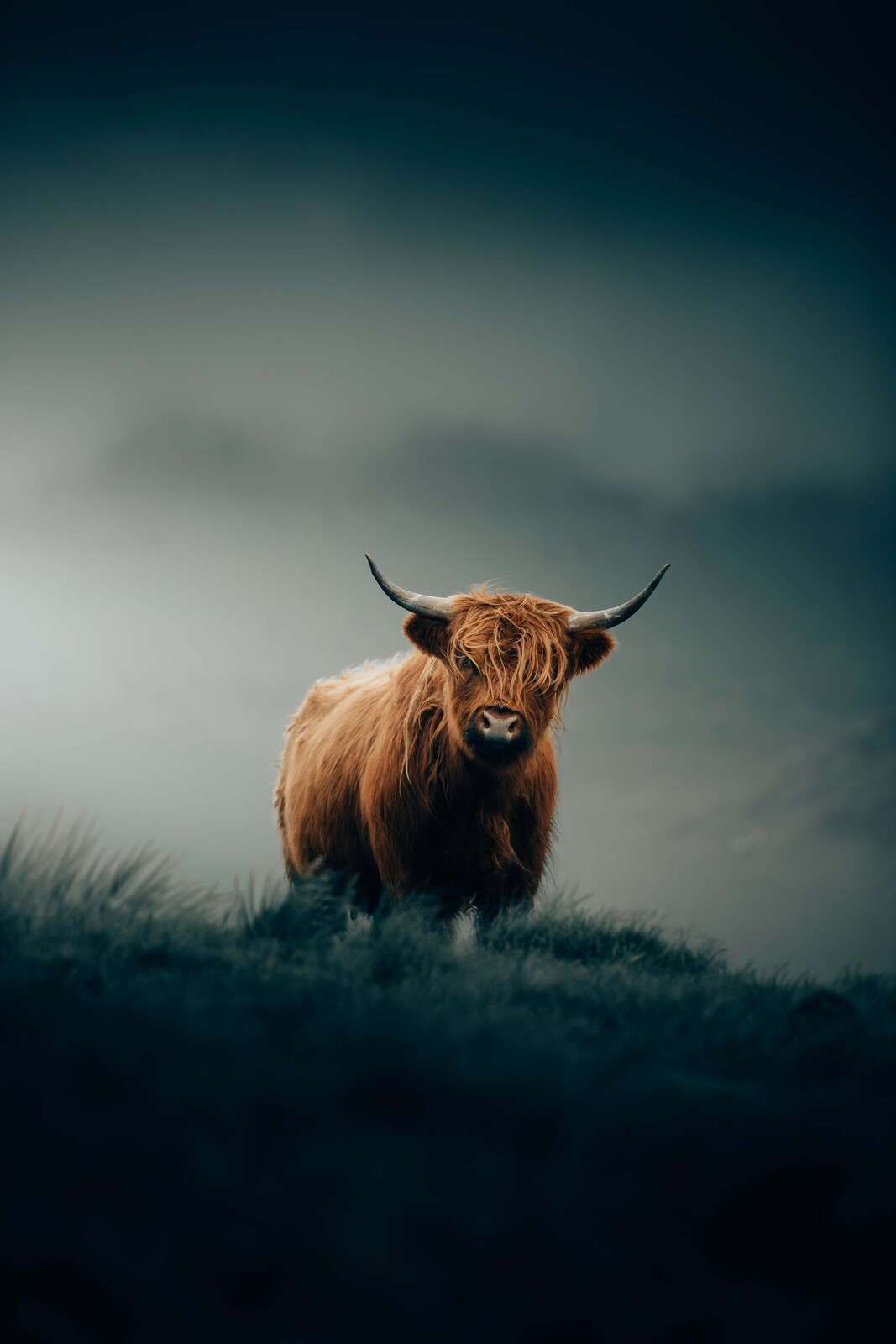 Solitary Highland cattle in morning mist