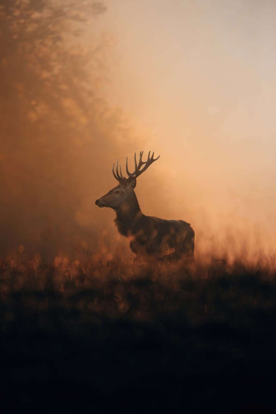 Red deer in a golden morning veil