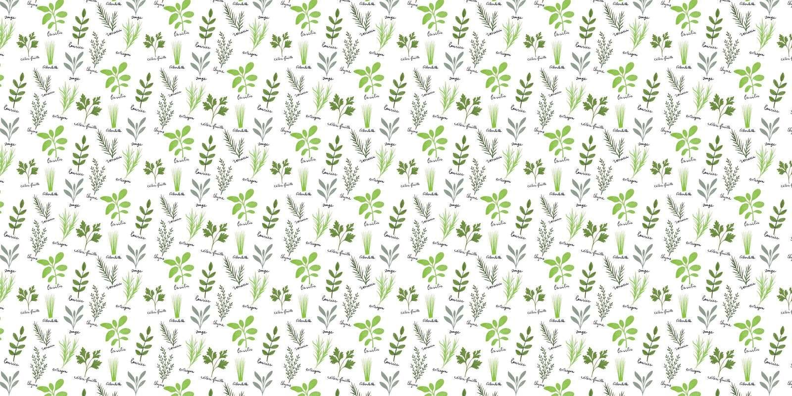 Culinary herbs on white