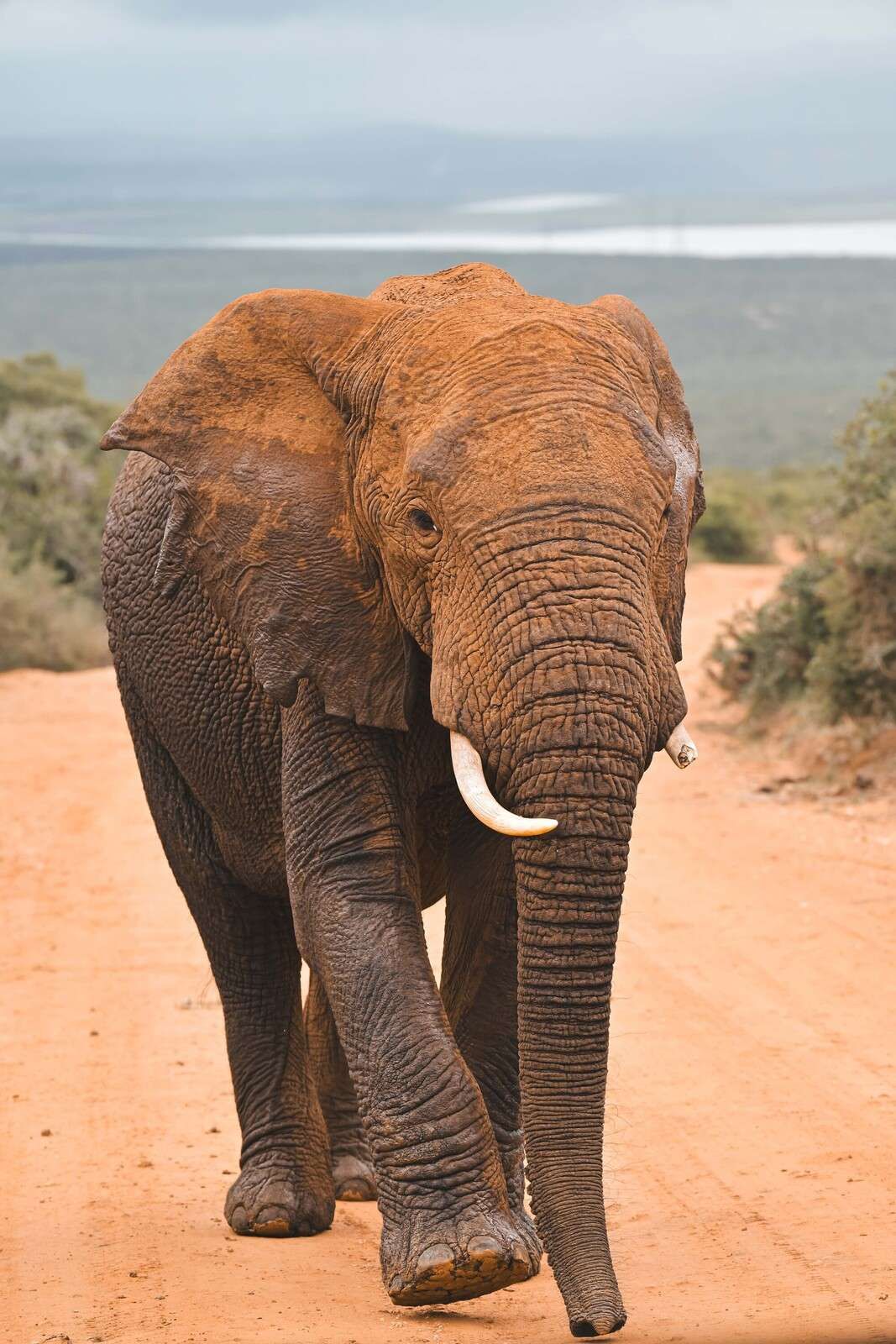 African elephant in landscape