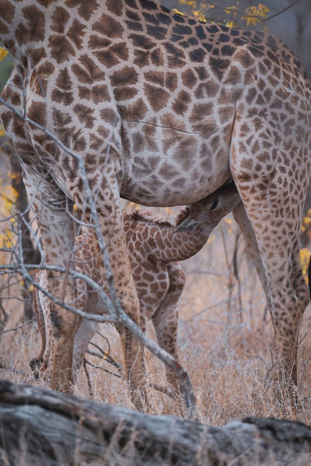 Detailed giraffe coat structure