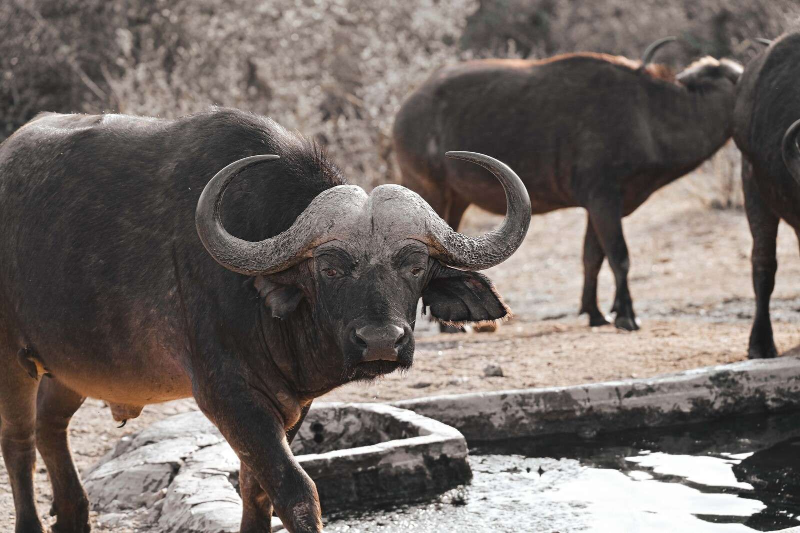 African buffalo by a watering hole