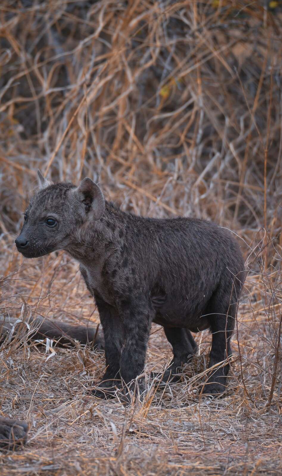 Young hyena in dry grassland