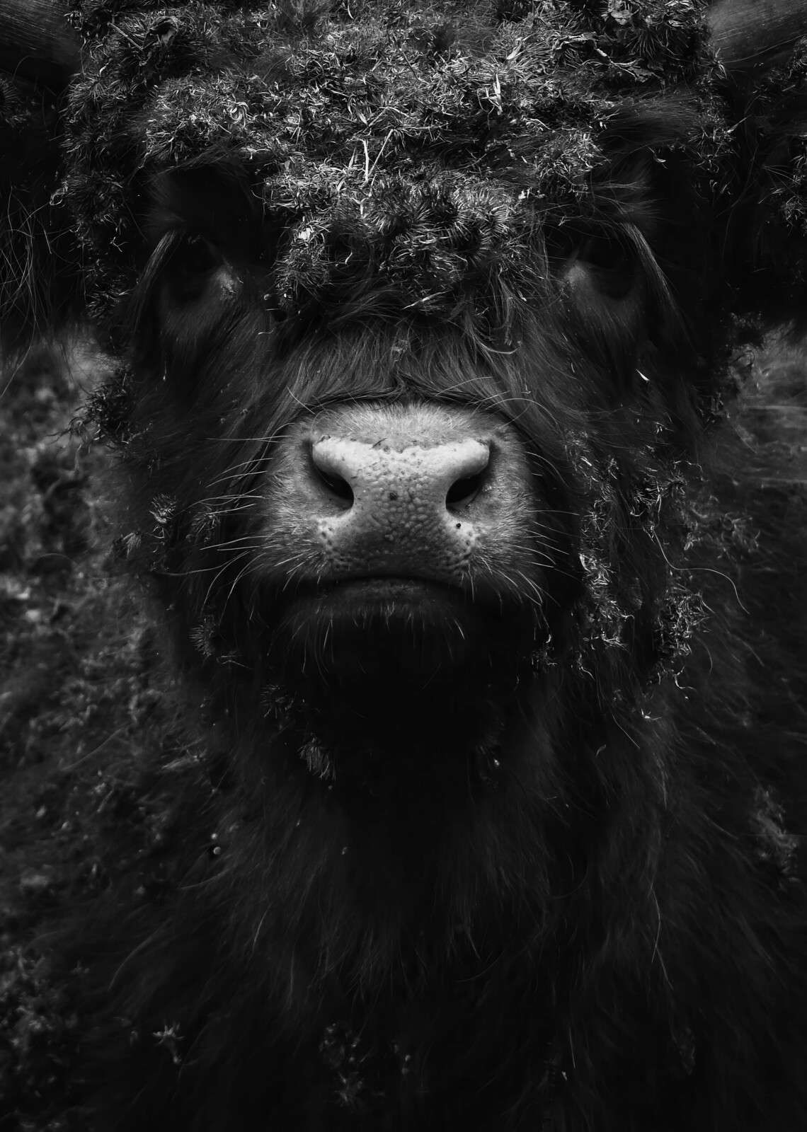 Black Highland cow close-up portrait