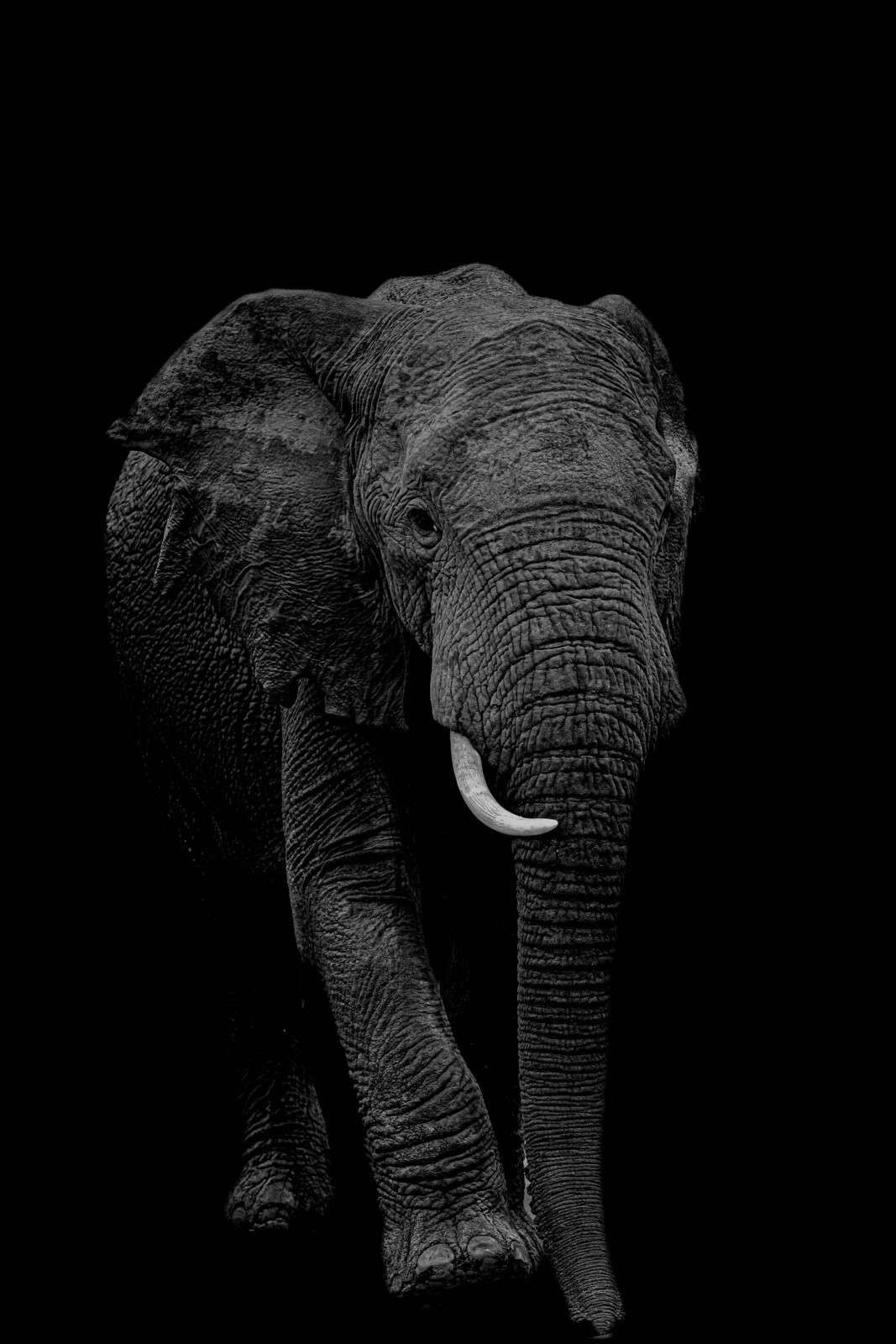 Standing elephant in black and white