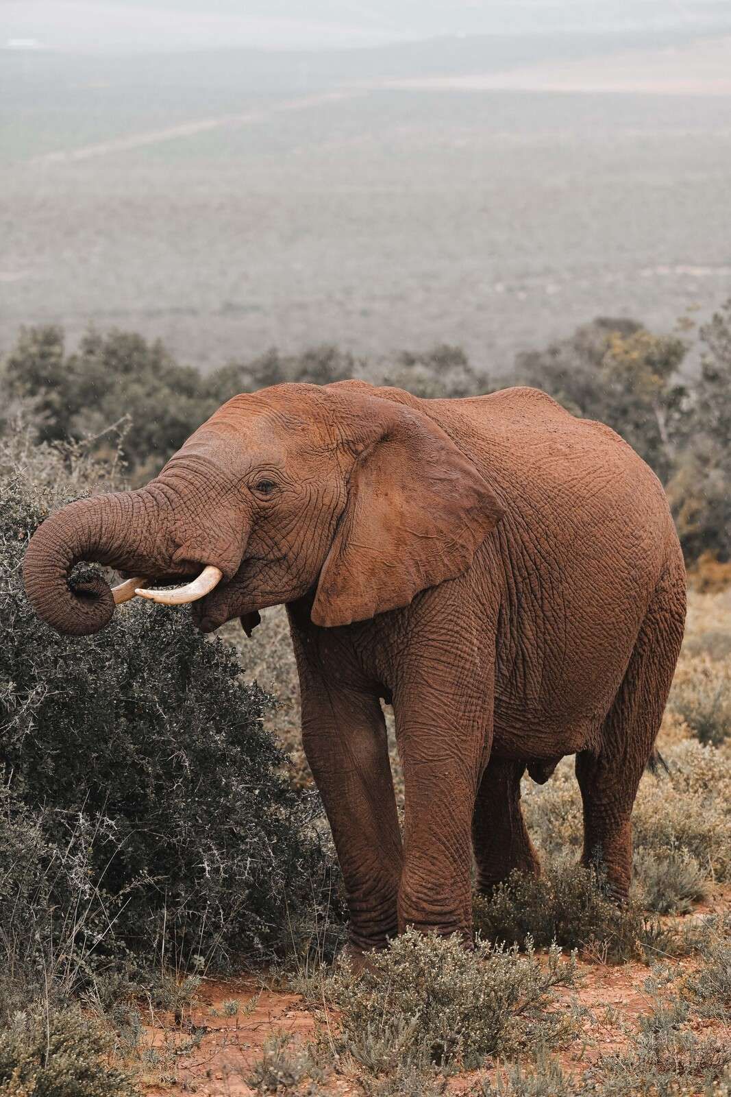 African elephant in savanna landscape