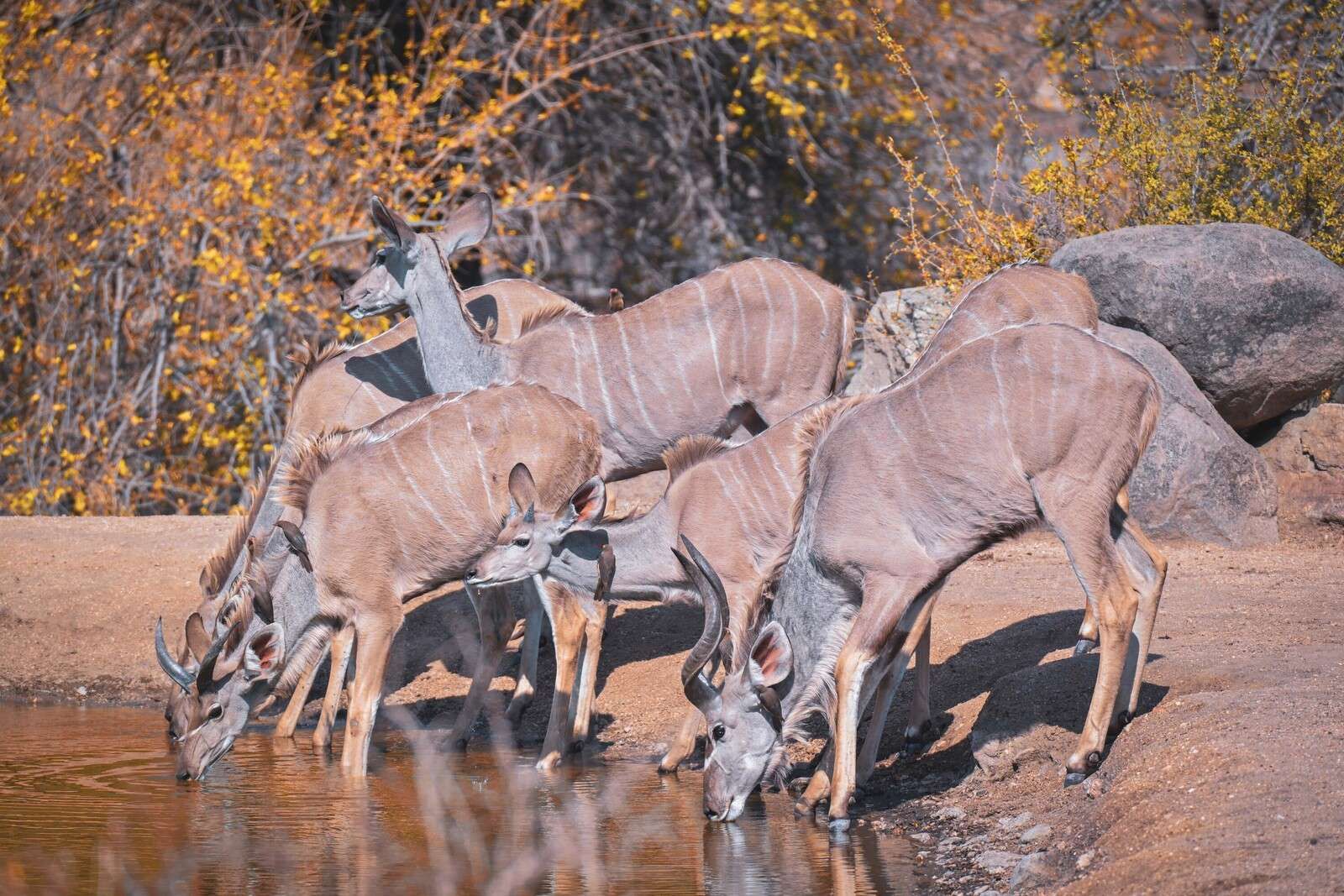 Herds of kudus by a waterhole