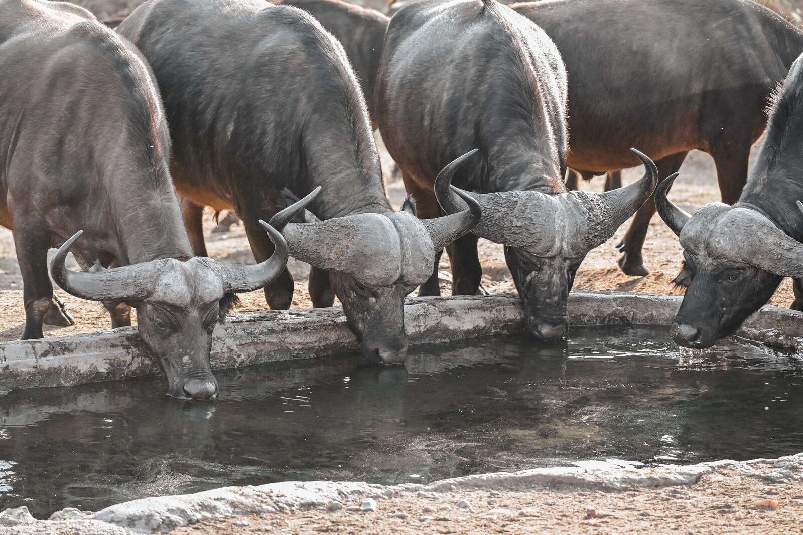 African buffaloes by a watering hole