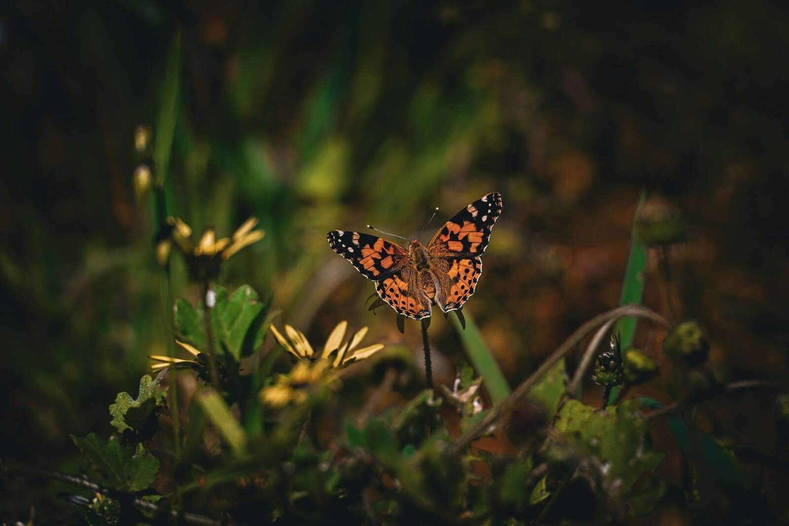 Orange butterfly on wildflowers