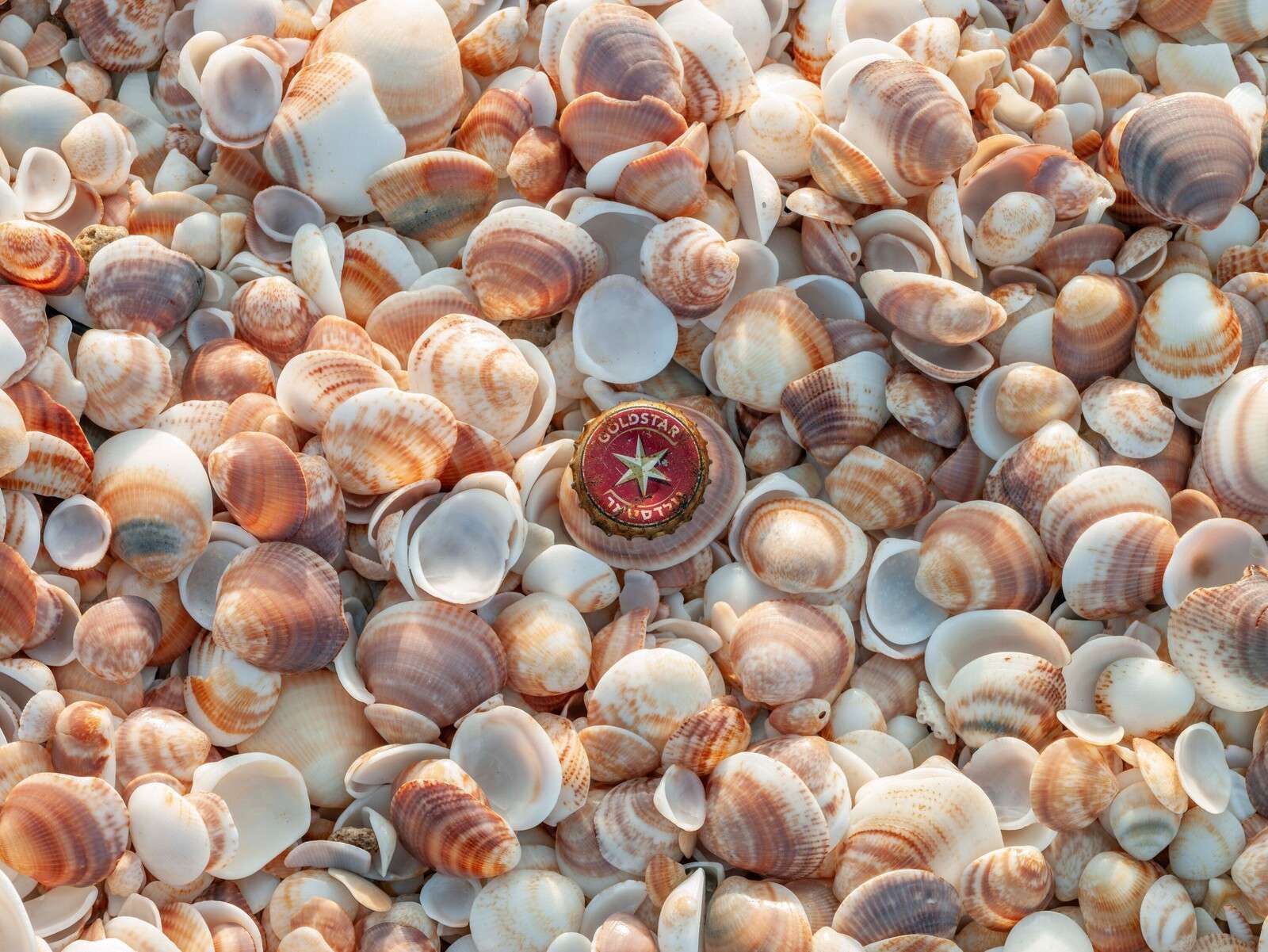 Shell mix in soft sand tones
