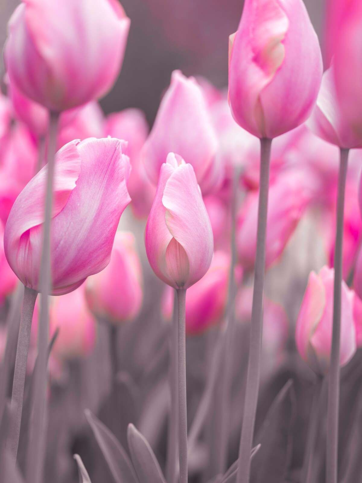 Soft pink tulip fields