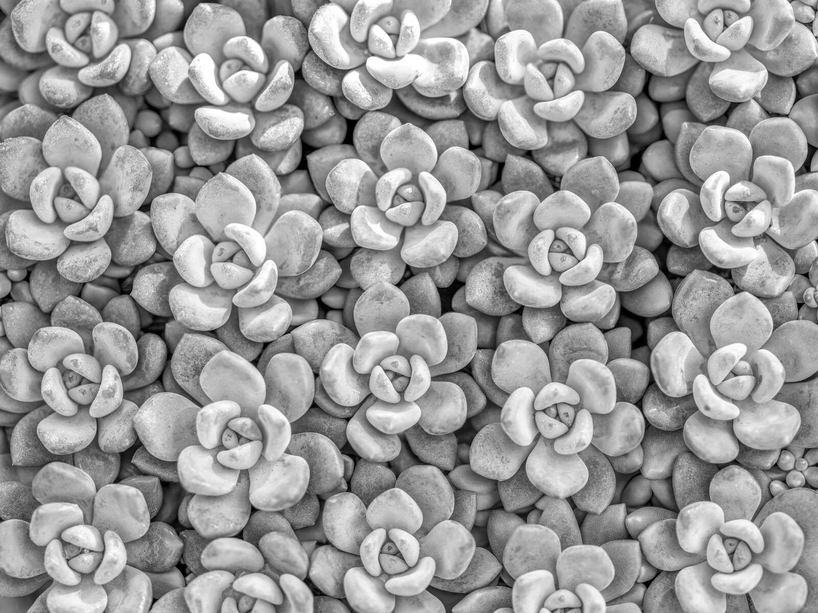 Gray succulents with rosette pattern