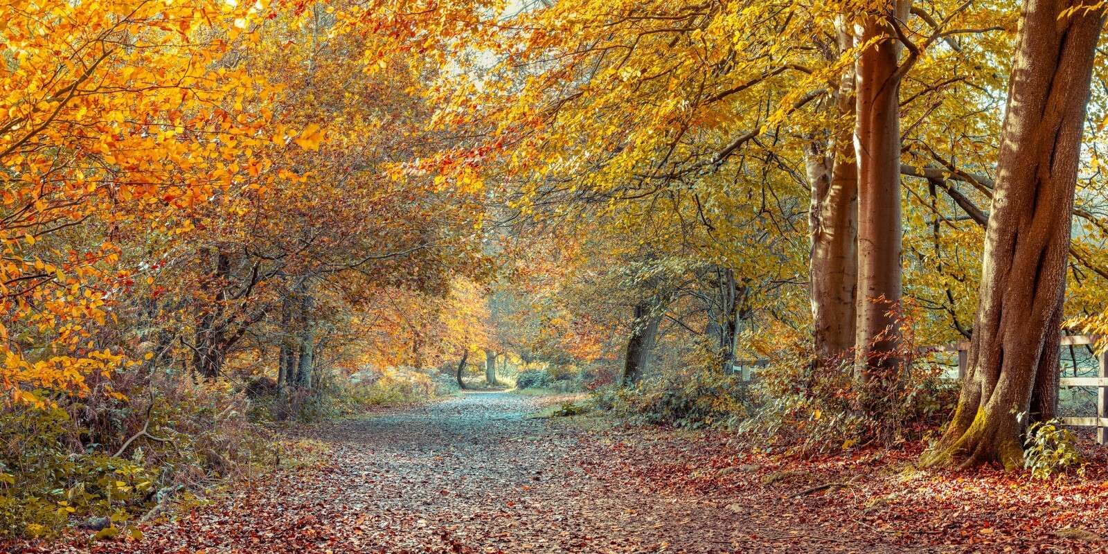 Autumn forest with a golden canopy