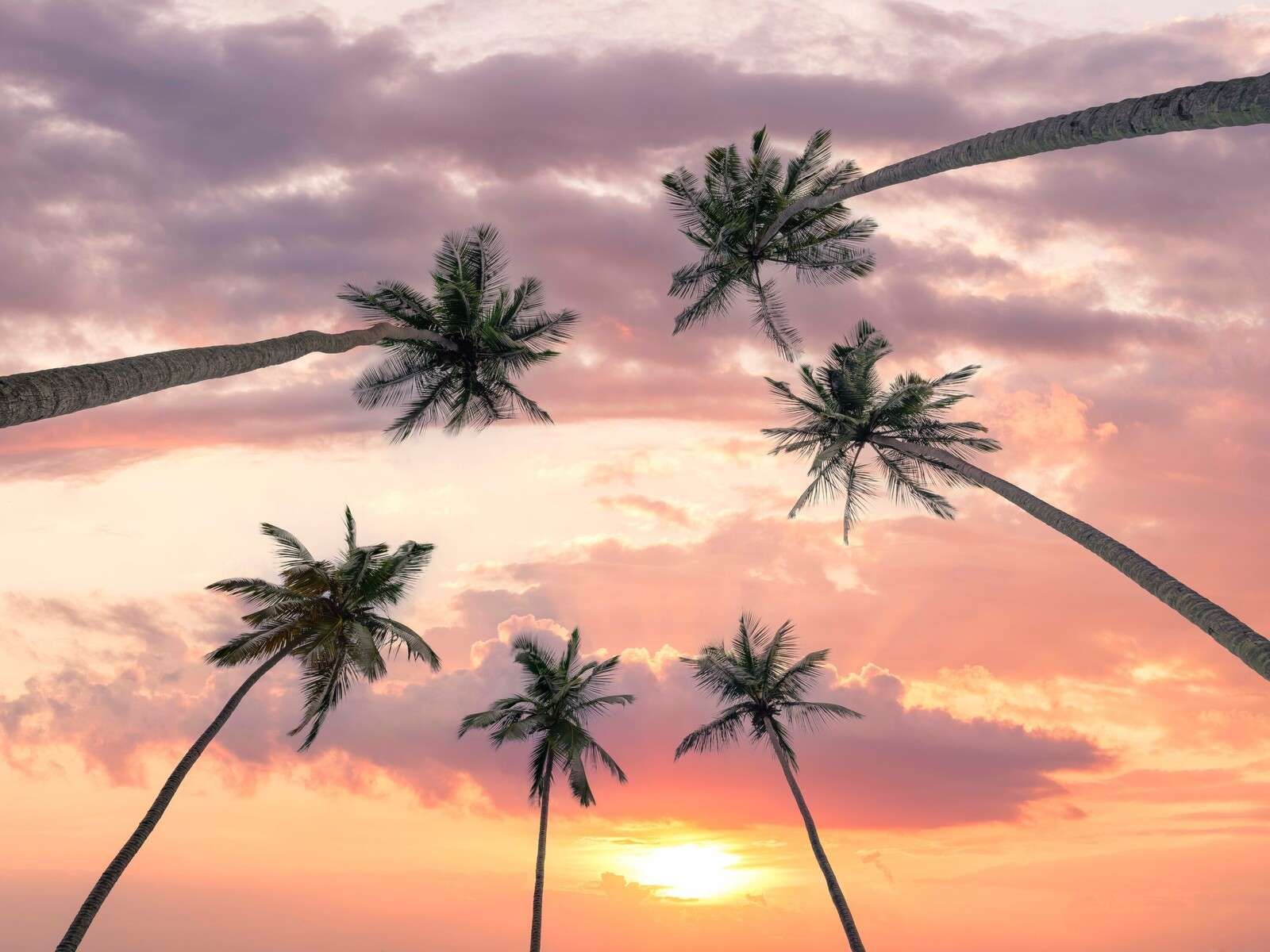 Palm trees at a pink sunset