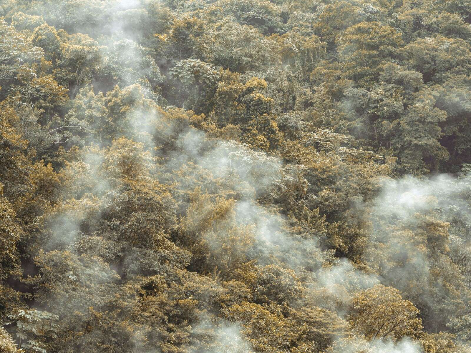 Misty rainforest with soft mist