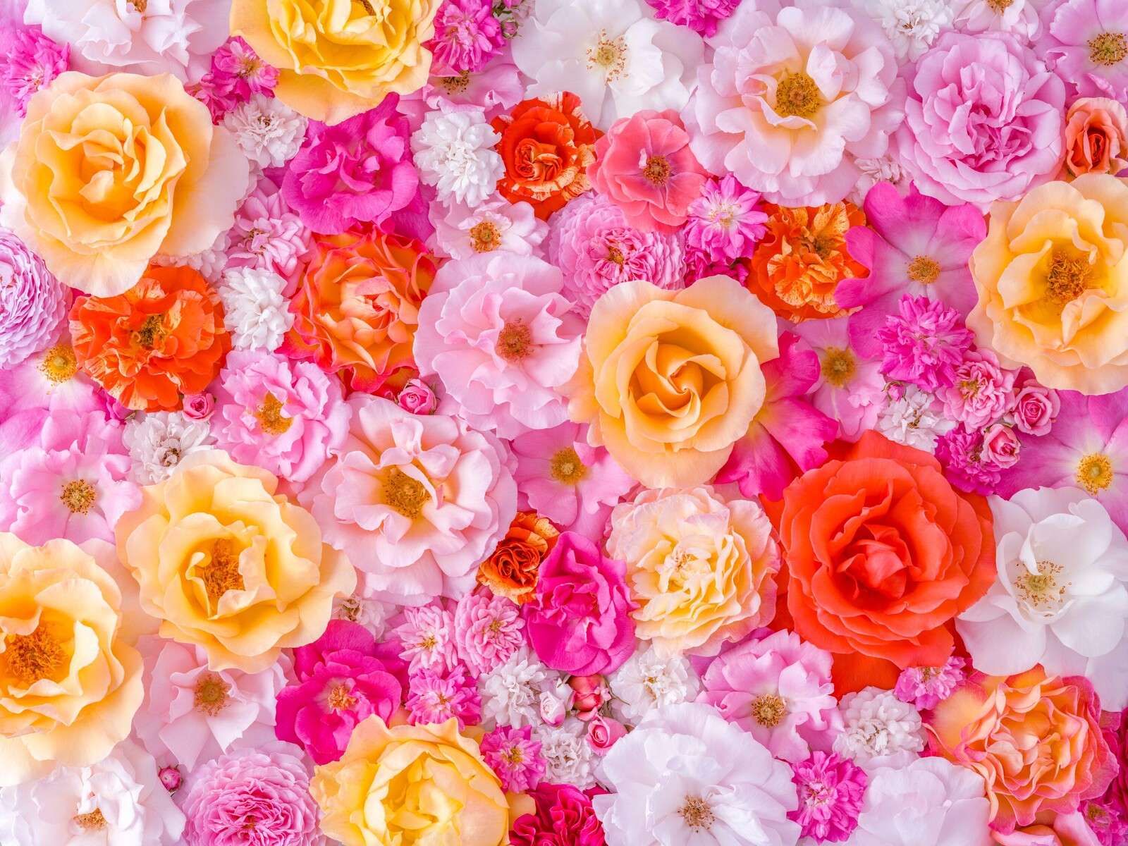 Colorful roses in pastel bloom
