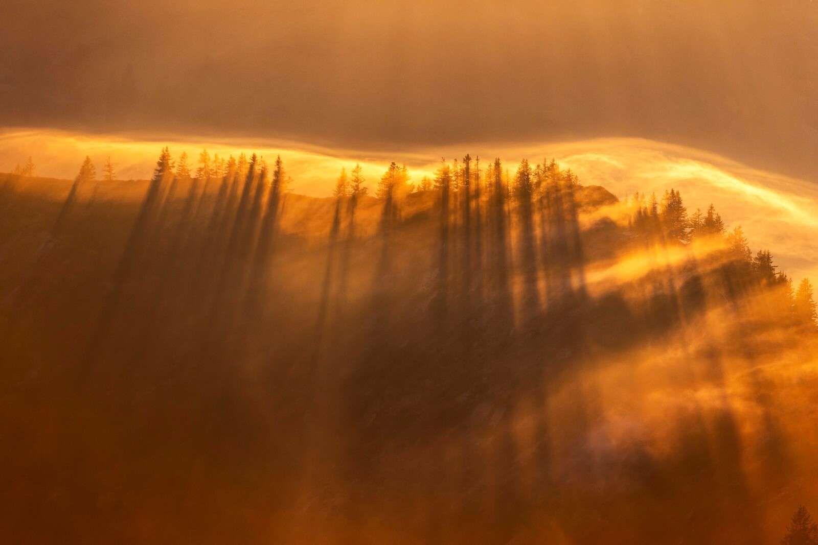 Golden mist above pine forest