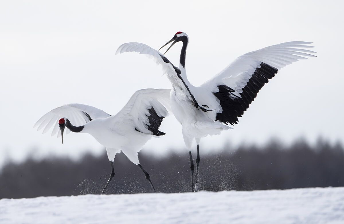 Cranes playing main product photo