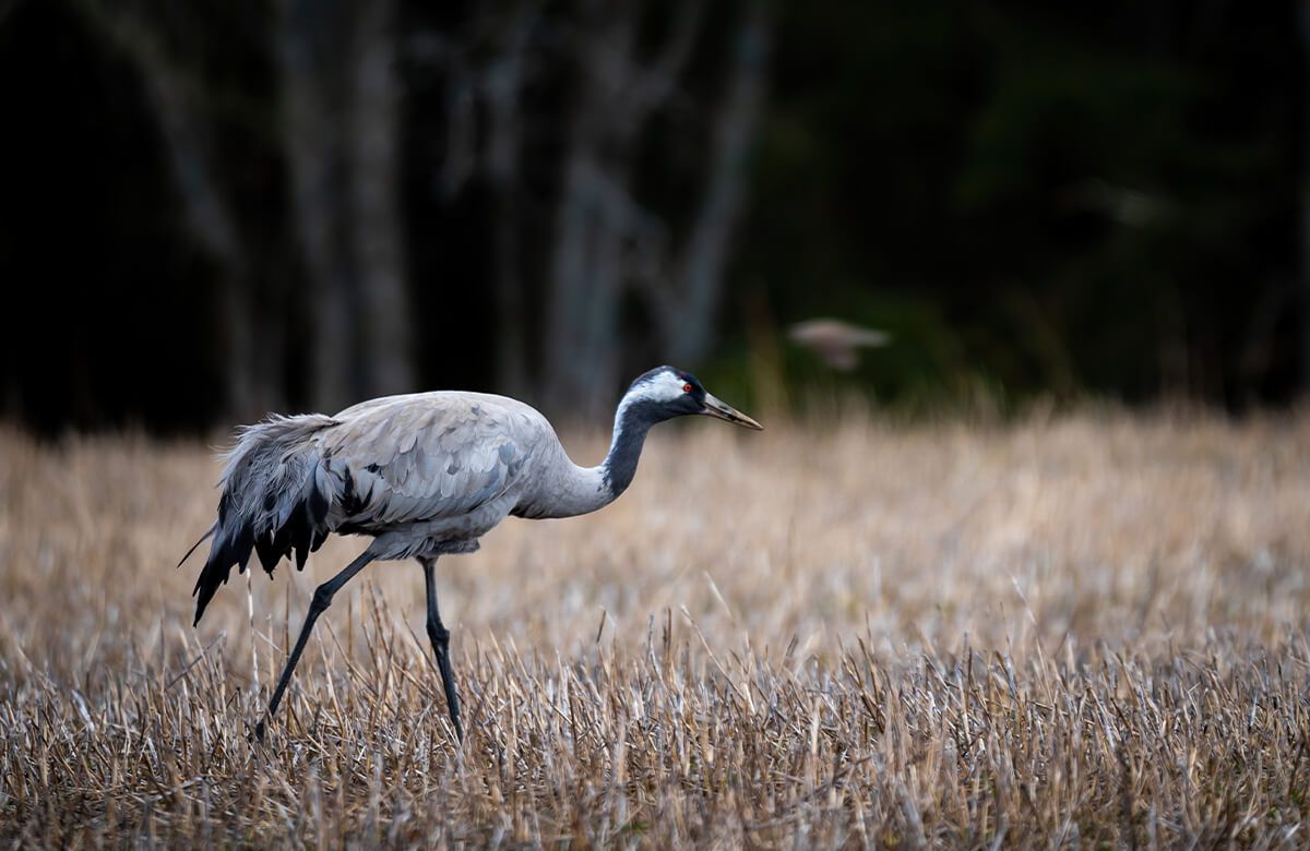 Cranes walking main product photo