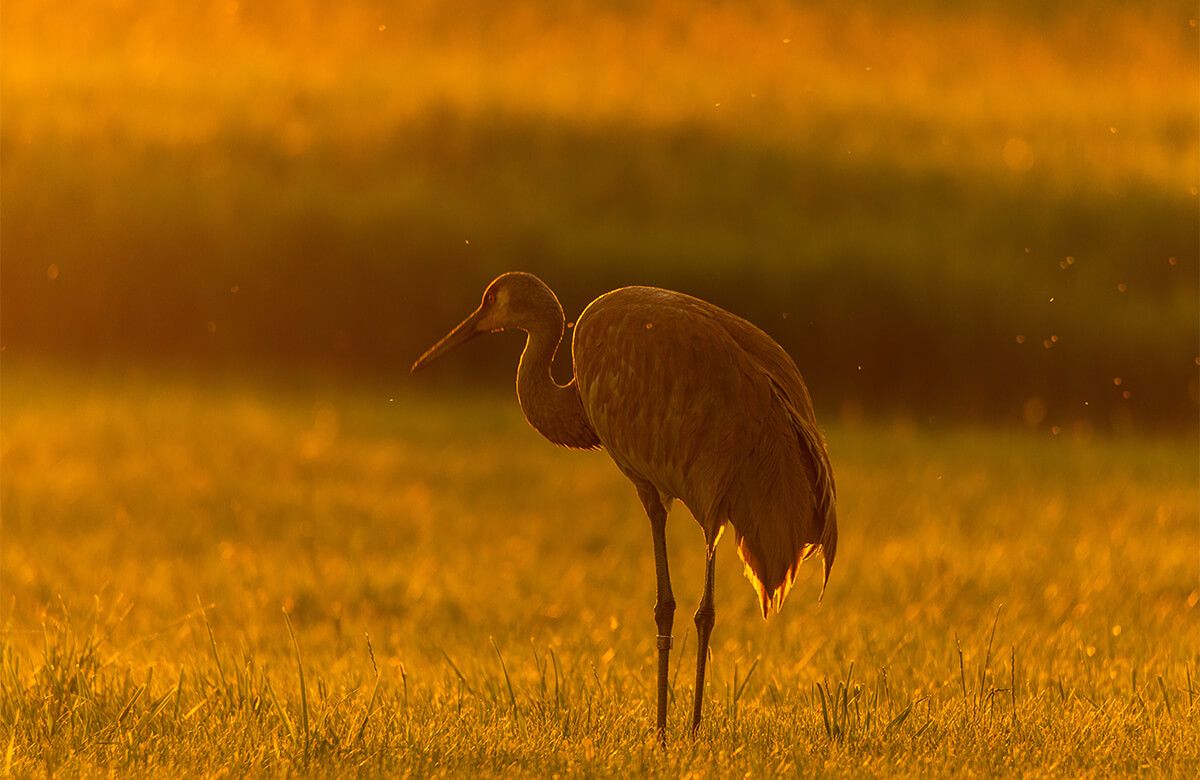 Crane at sunset main product photo
