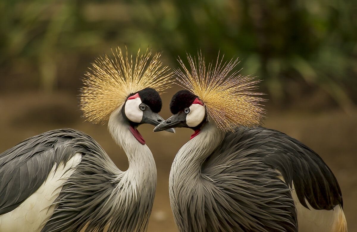 Crane pair main product photo