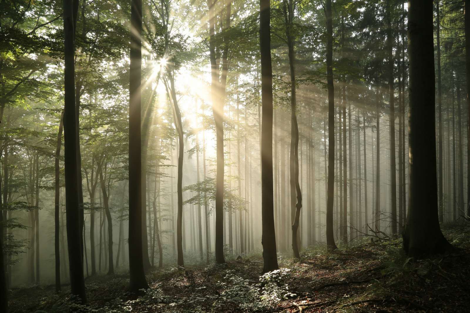 Zonlicht achter Bomen in Bos