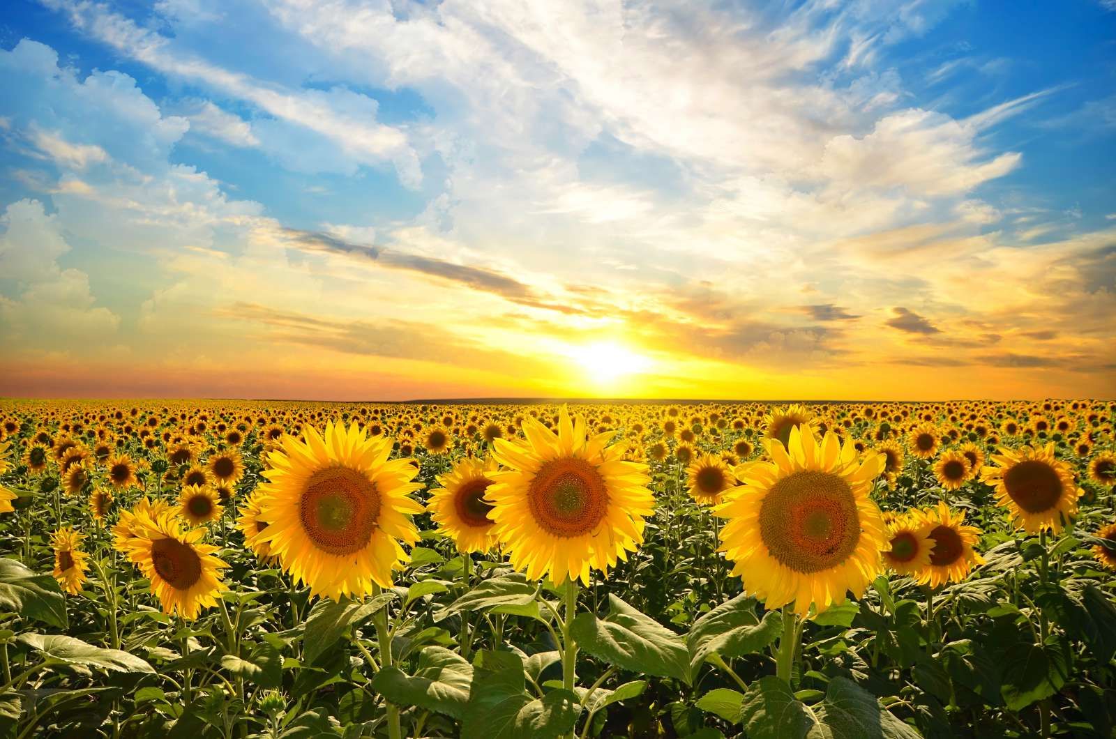 Zonnebloemen bij zonsopkomst