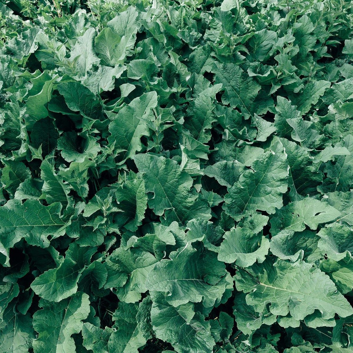 Detailed green foliage