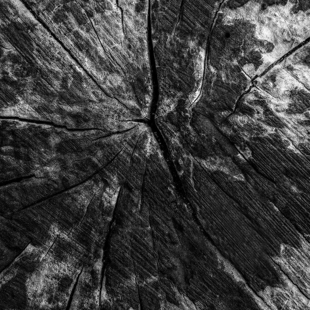 Black and white tree stump