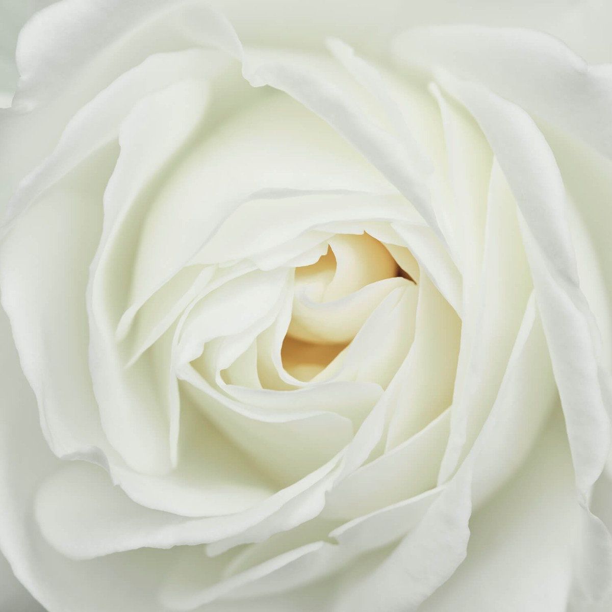 White rose