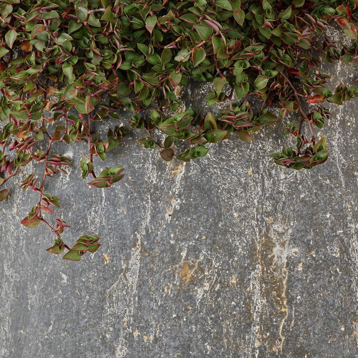 Plant trough