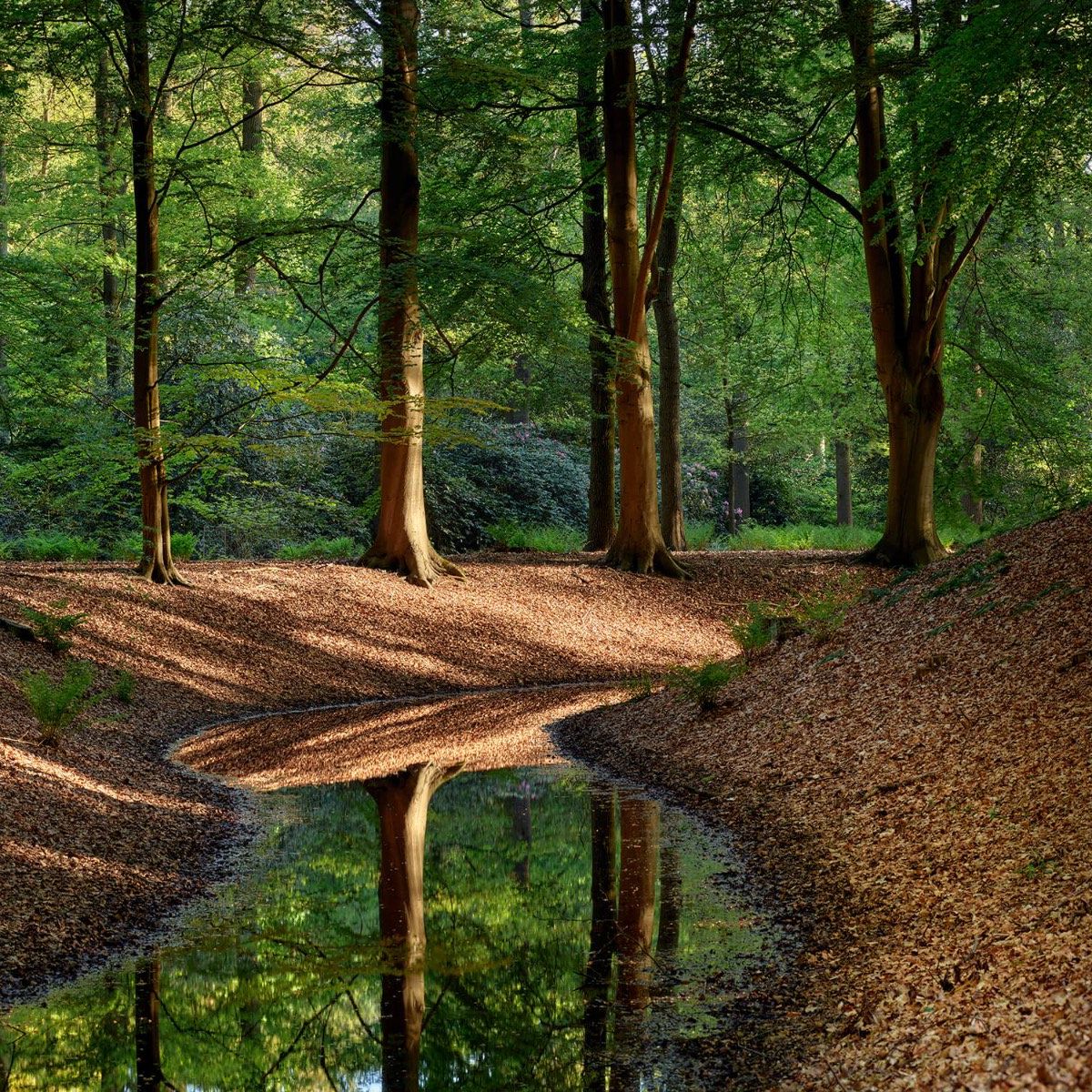 Beekje in bos